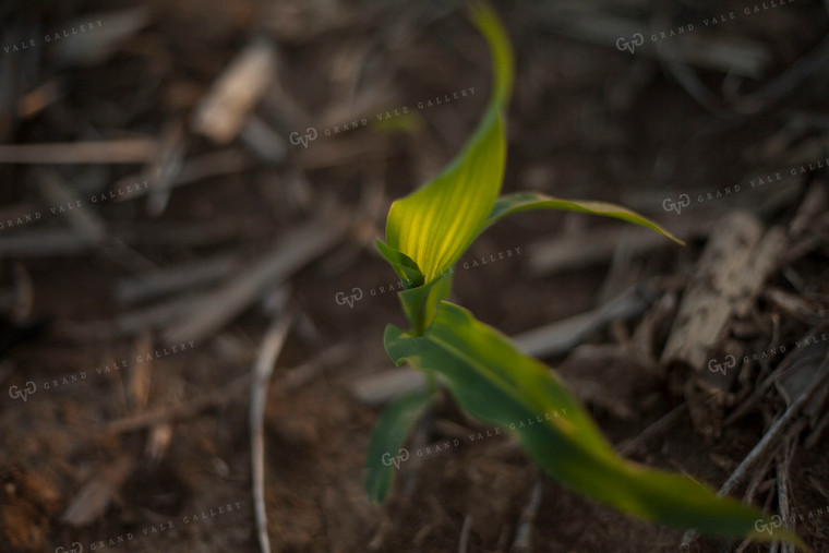 Corn - Early Growth 1164