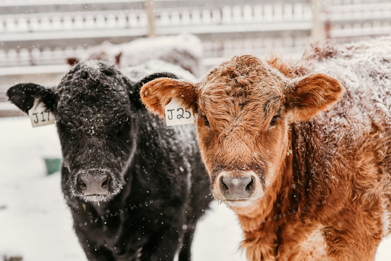 Black and Red Angus Cattle in Snow 64200