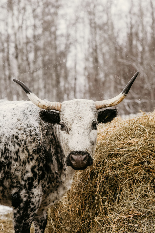 Angus Cow in Snow with Hay 64202