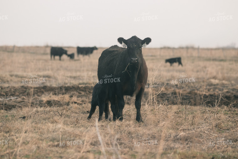 Angus Cow and Calf 72027