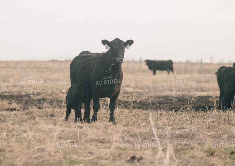 Angus Cow and Calf 72028