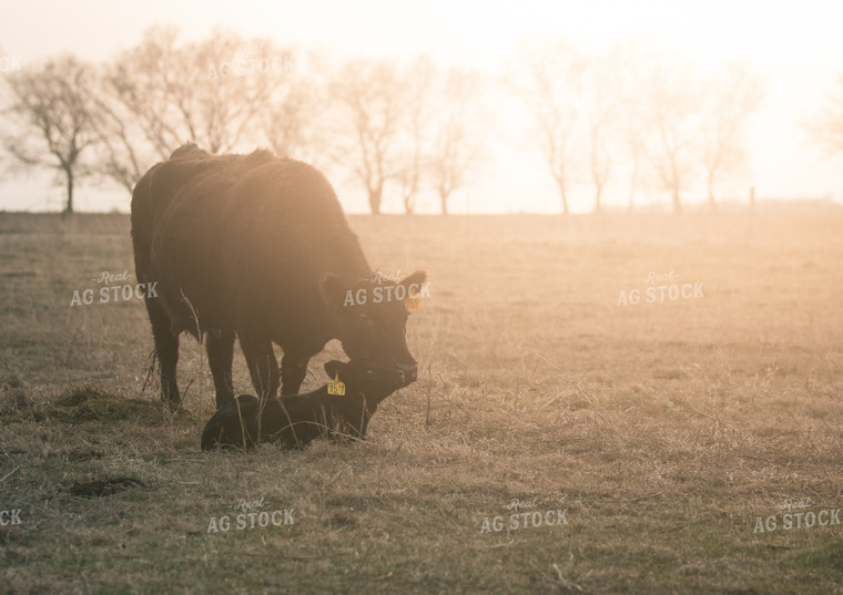 Angus Cow and Calf Nuzzling 72029