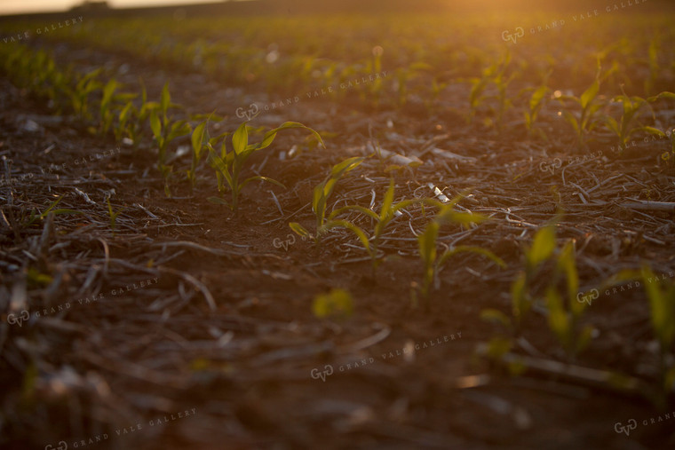 Corn - Early Growth 1169