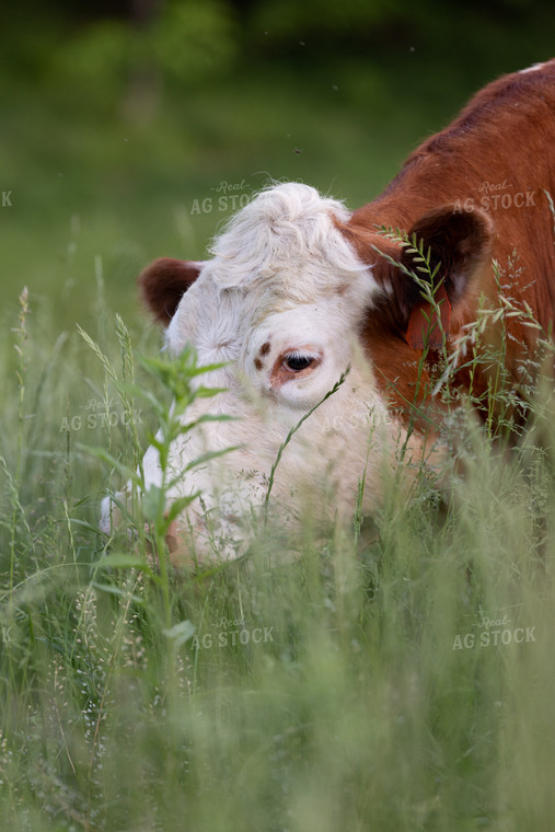 Hereford Cow 52388