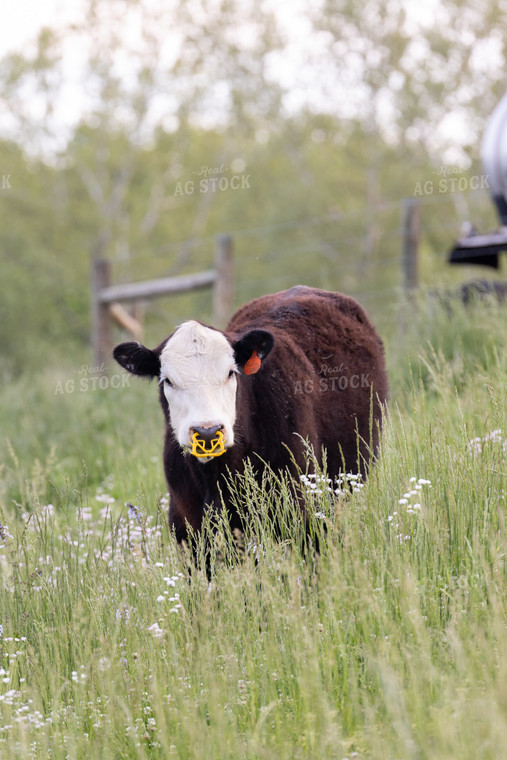 Black Baldy Cow 52389