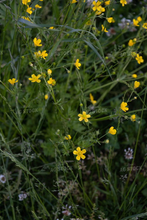 Wildflowers 52396