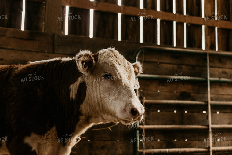 Hereford Cow in Pen 52406