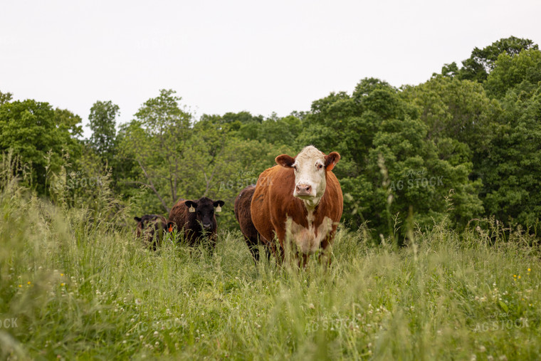 Hereford and Angus Cattle 52409