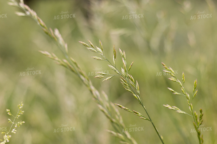 Pasture Grass Close Up 52410