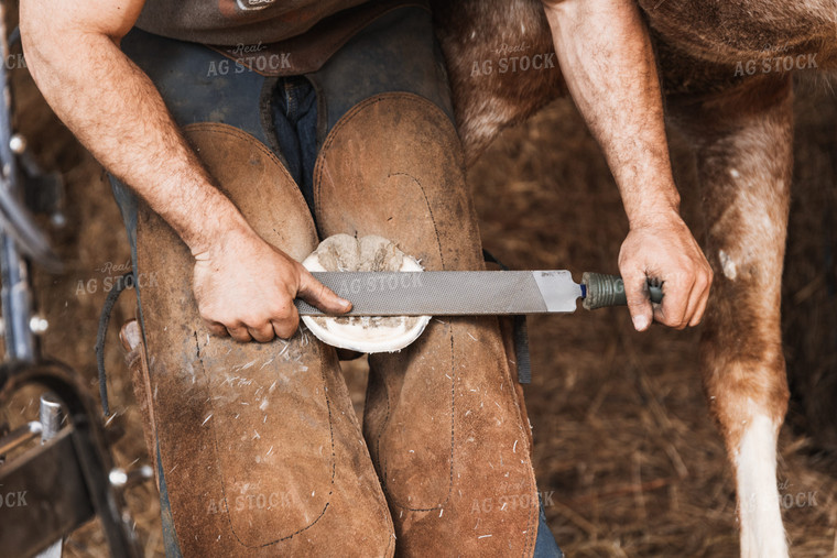 Farrier Shoeing Horses 52418