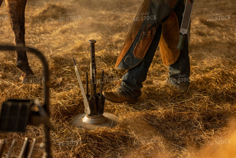 Farrier Shoeing Horses 52435