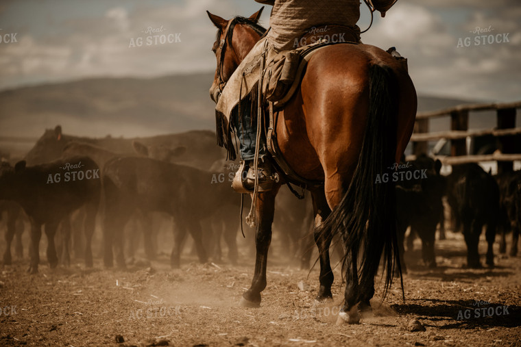 Rancher with Cattle on Horseback 54019
