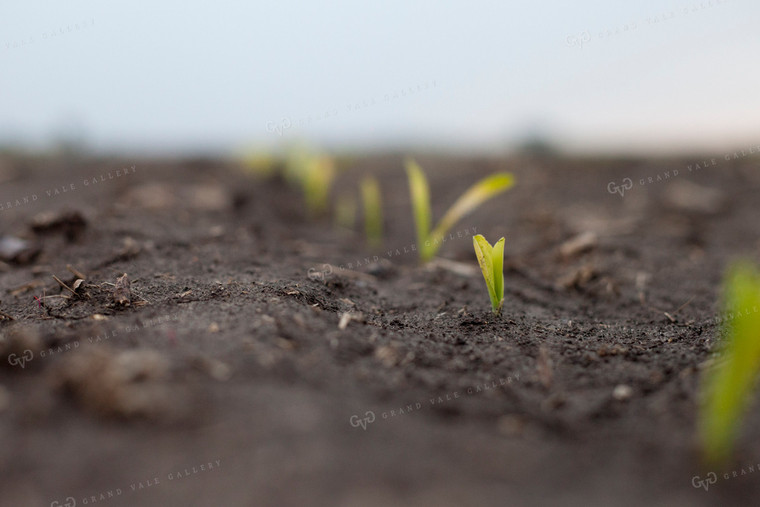 Corn - Early Growth 1185