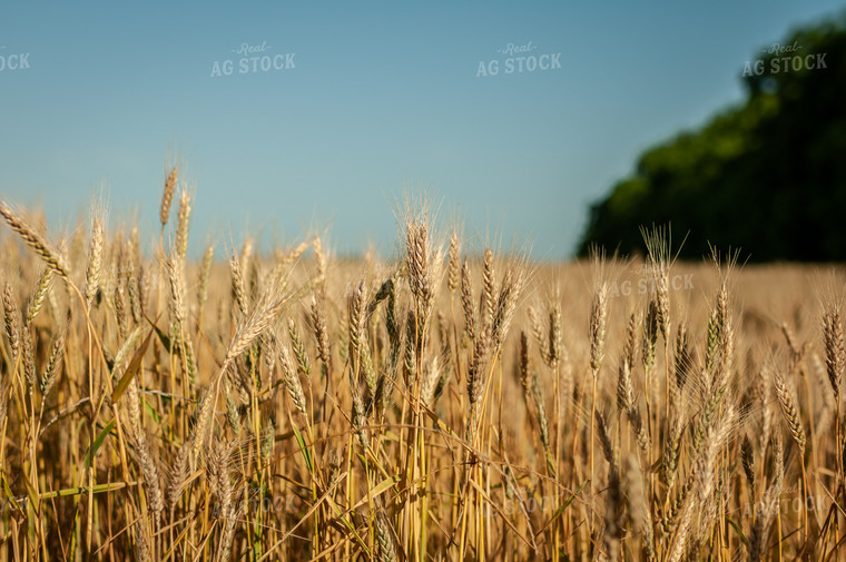 Dried Wheat in Field 59055