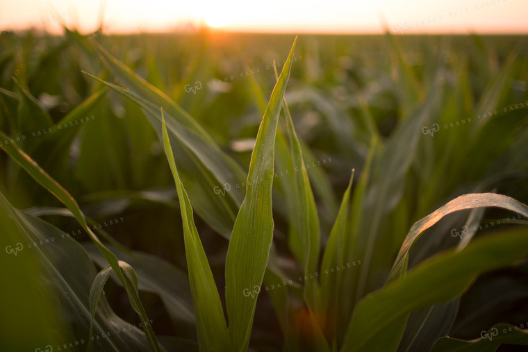 Corn - Mid-Season 1201