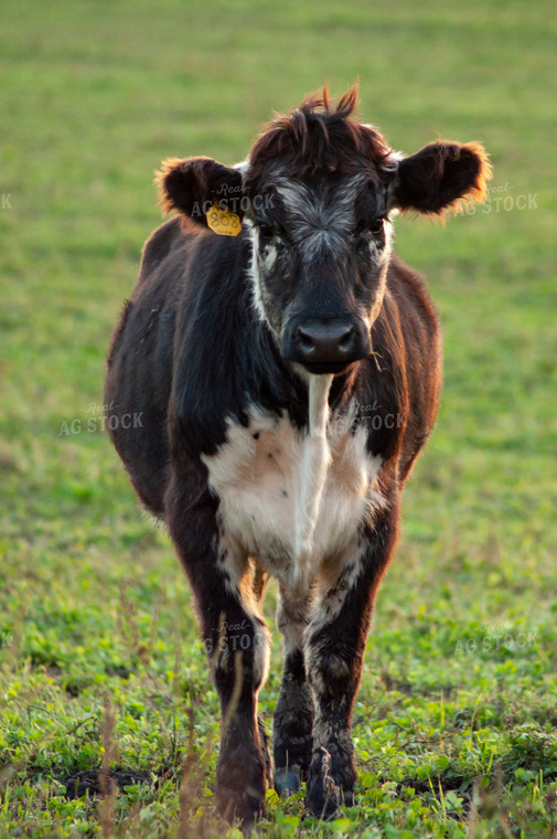 Calf in Green Pasture 76008