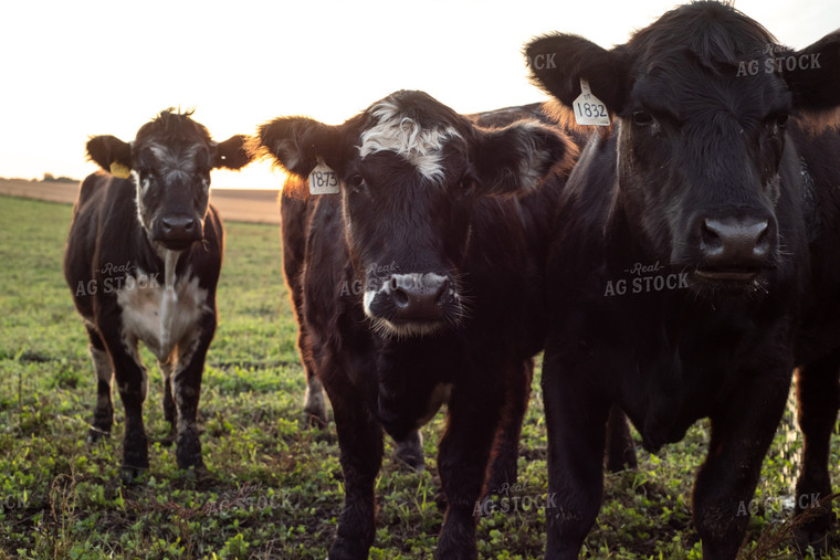 Cattle in Green Pasture 76020