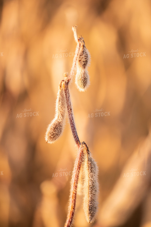 Dried Soybeans at Sunset 76036