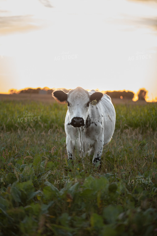 Cattle in Green Pasture 76073