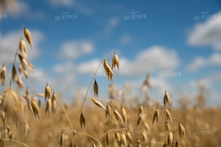 Dried Oats in Field 76076