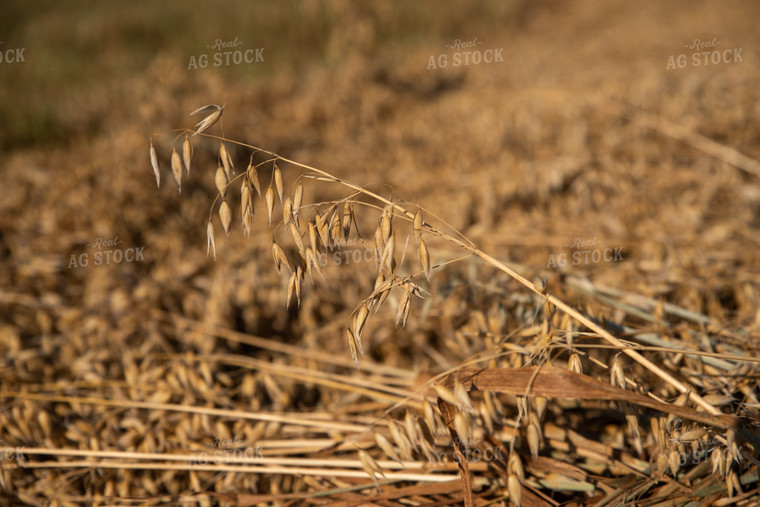 Oats in Windrow 76084