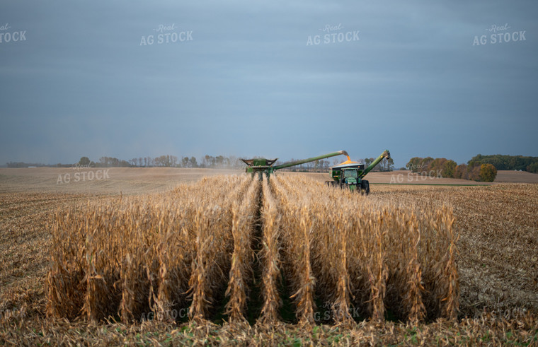 Combine Harvesting Corn and Loading Grain Cart 76088