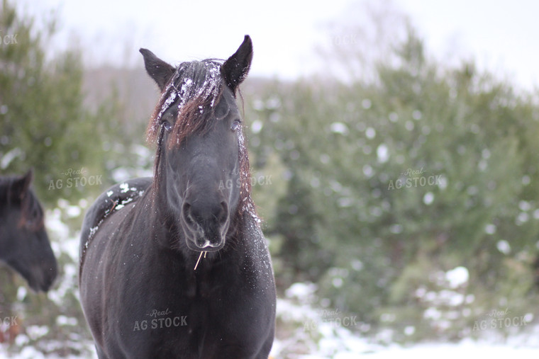 Black Horse in Snow 73048