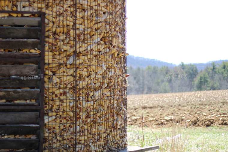 Unshelled Corn in Corn Crib 73049