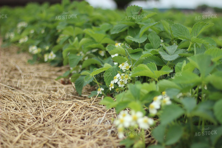 Strawberry Blooms 73058