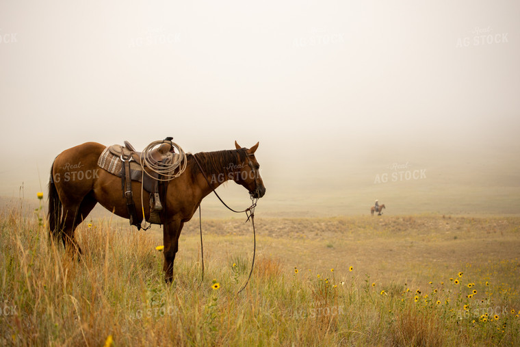 Horses and Rancher in Pasture 71005