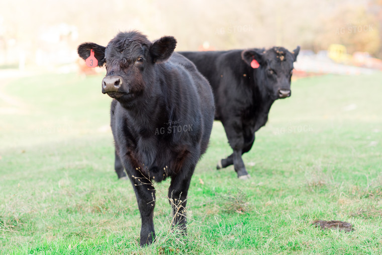 Angus Cattle in Pasture 74003