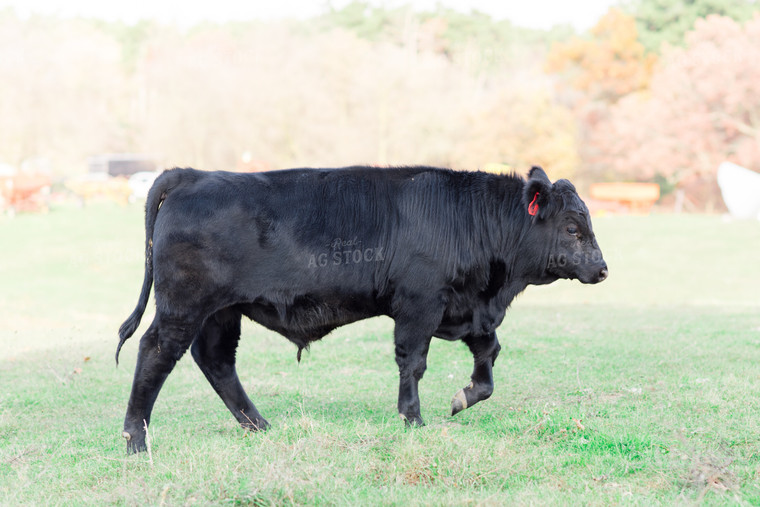 Angus Cow in Pasture 74010