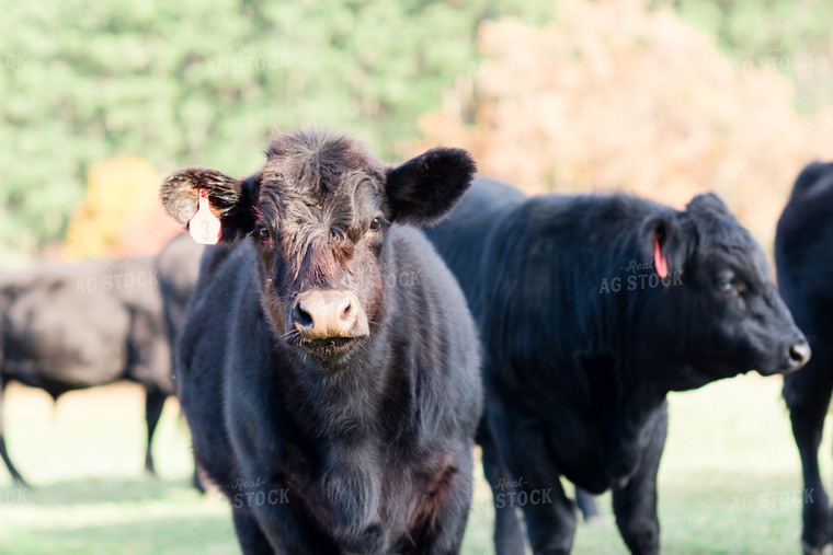 Angus Cattle in Pasture 74012
