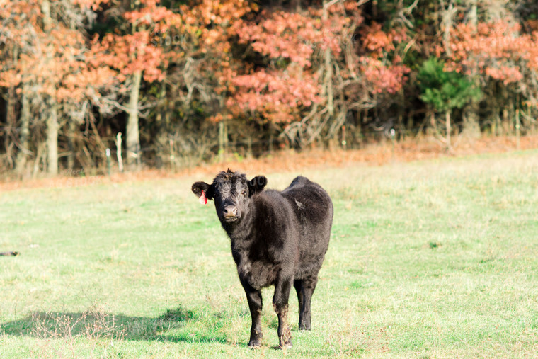 Angus Cow in Pasture 74015