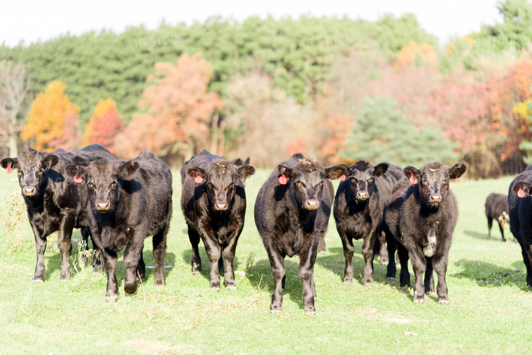 Angus Cattle in Pasture 74021