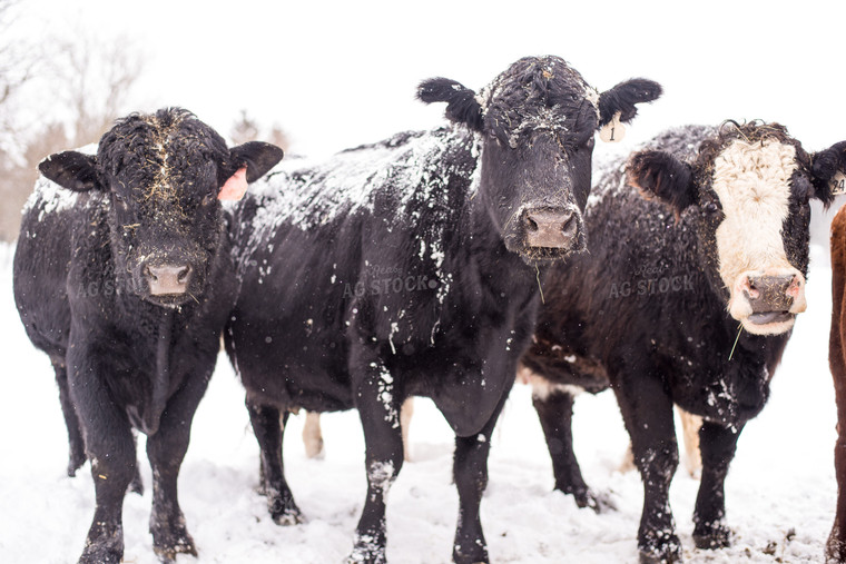 Black Baldy and Angus in Snow 74025