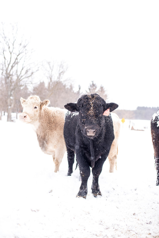 Cattle in Snowy Pasture 74026
