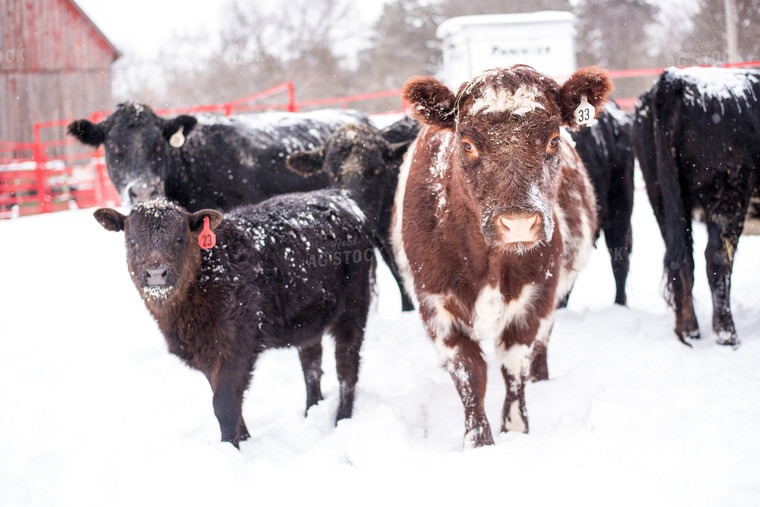 Red Roan and Black Cattle in Snow 74034