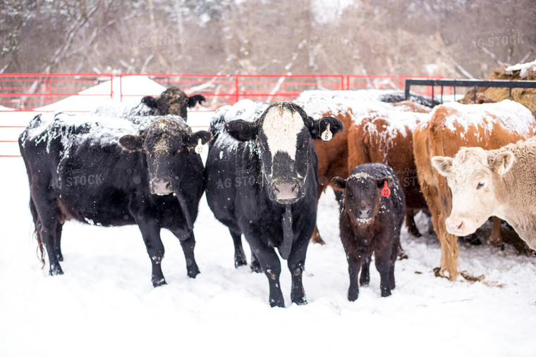 Cattle in Snow 74040