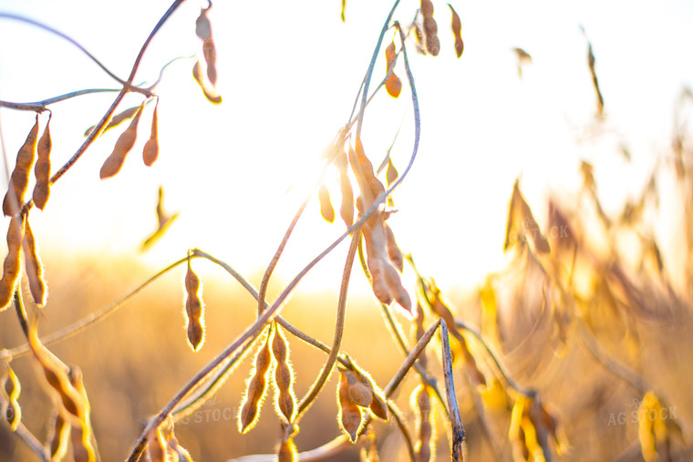 Up Close Soybeans with Sun 74049