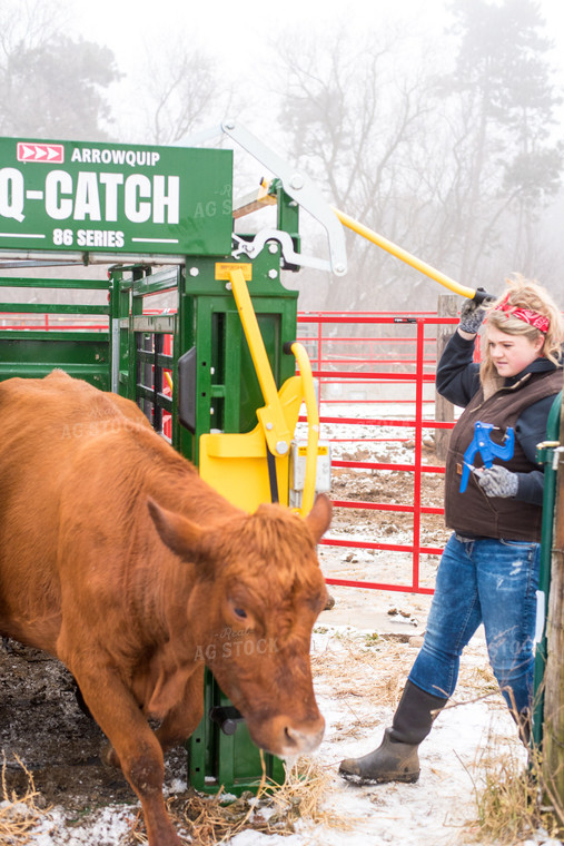 Red Angus Cow Exiting Chute 74064