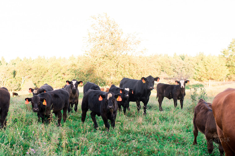 Angus and Black Baldy Cows in Pasture 74070