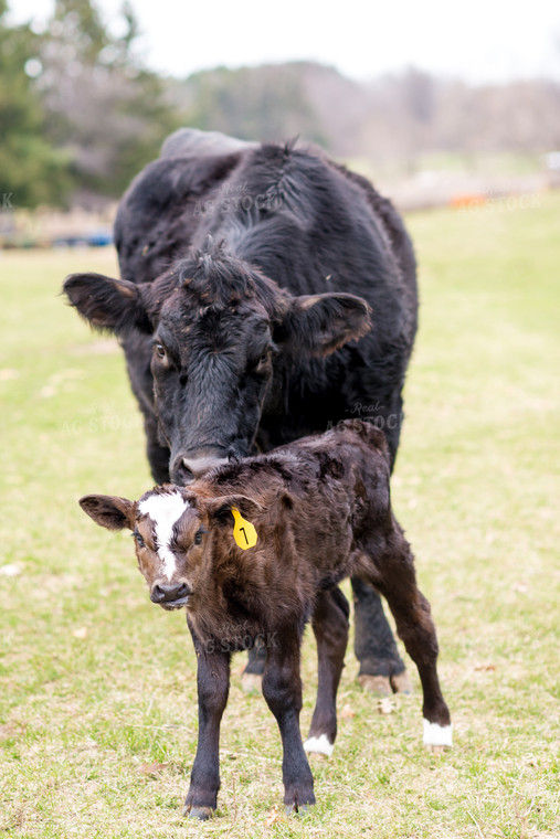 Cow and Calf in Pasture 74075