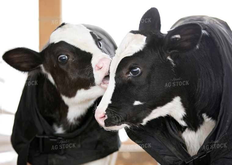 Twin Holstein Calves 55114