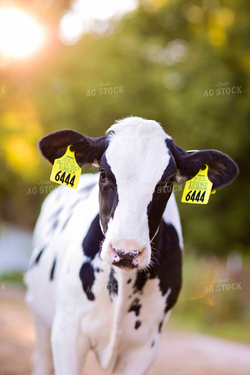 Holstein Cow 55123