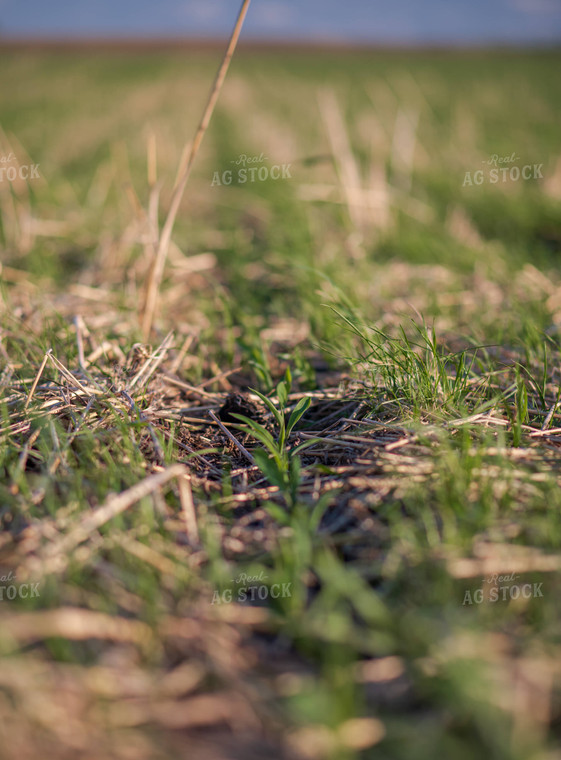 Cover Crop Field 76124