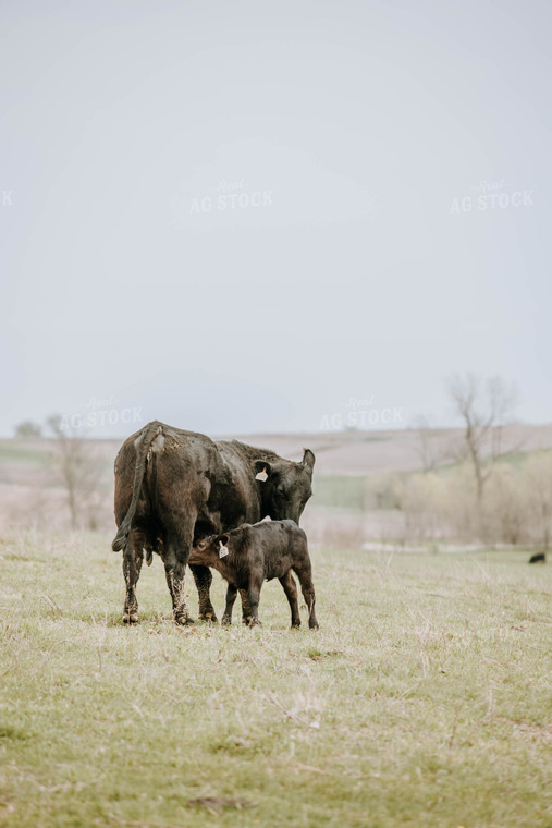 Angus Cows in Pasture 77022