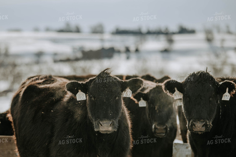 Angus Cows 77041