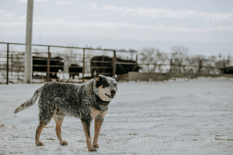 Dog in Farmyard 77046