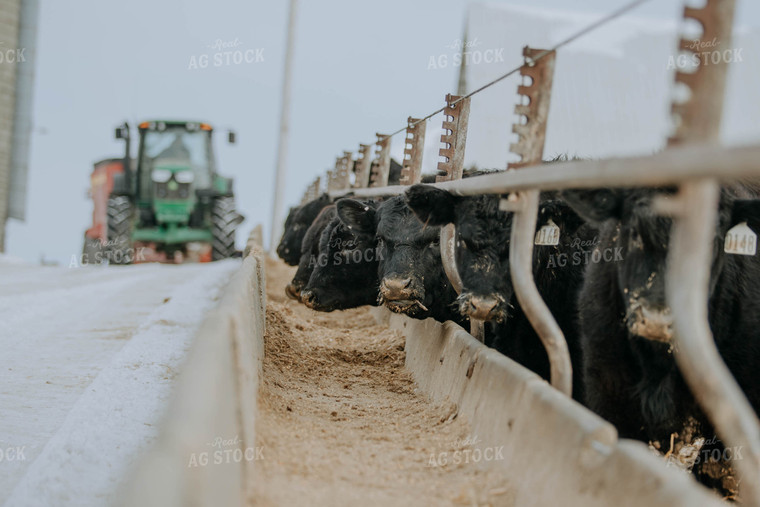 Angus Cows at Trough 77051